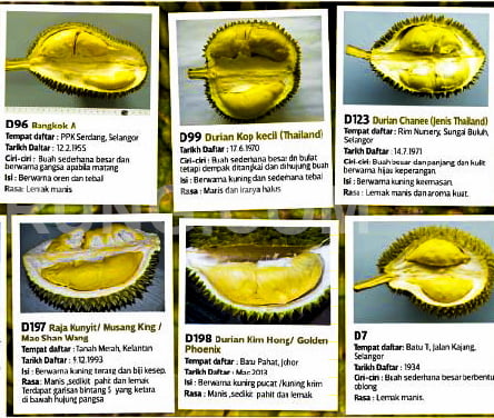 jenis durian terbaik di malaysia