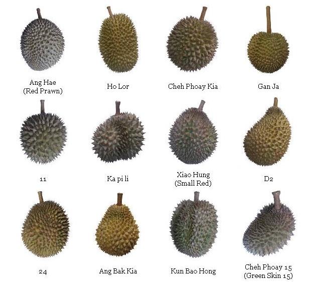 jenis durian terbaik di malaysia