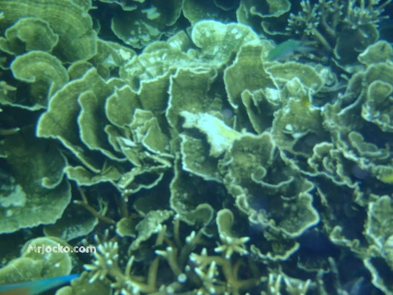 Underwater Di Pulau Tioman