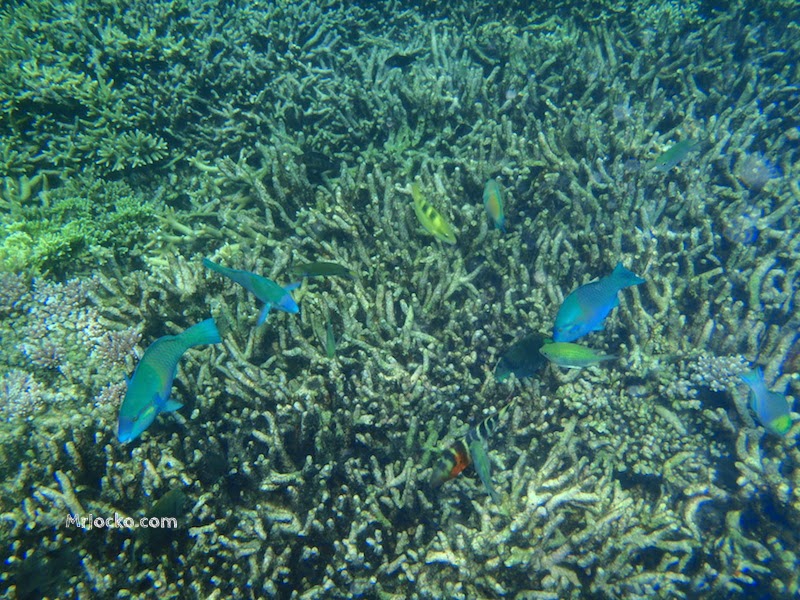 Underwater Di Pulau Tioman
