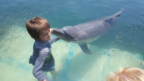 Bali Dolphin Lodge 