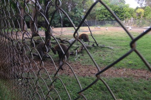 kangaroo caversham wildlife park perth