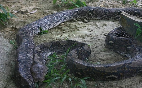 Nak Tahu Best Ke Taman Ular Dan Reptilia Di Perlis