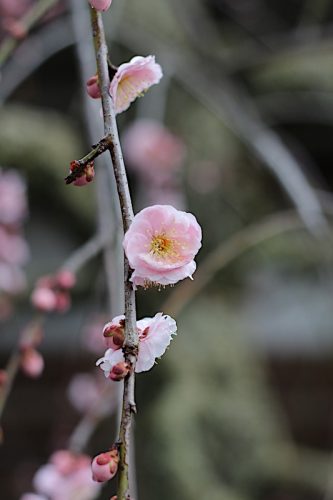 Bunga Ume Japanese Apricot 