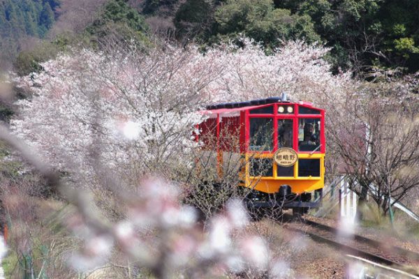 sakura in japan