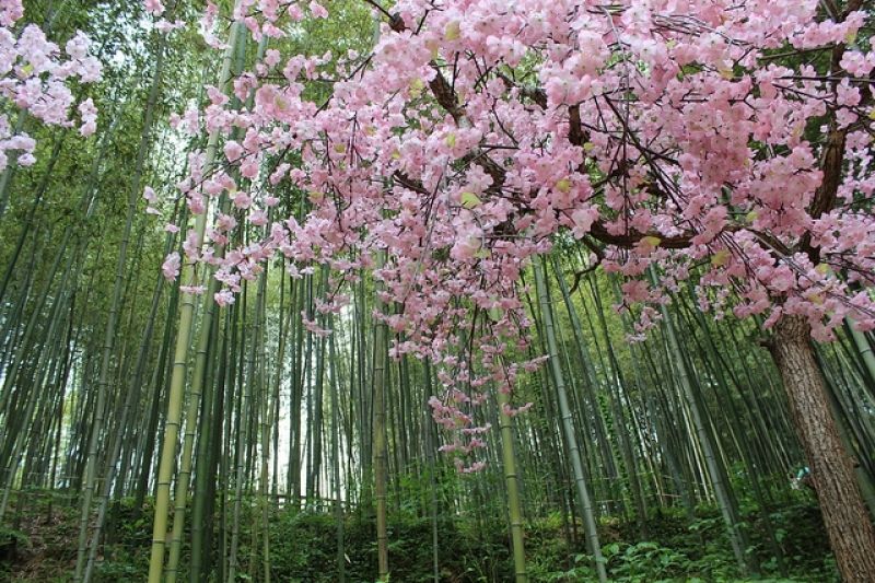 Juknokwon Bamboo Forest Cherry Blossom