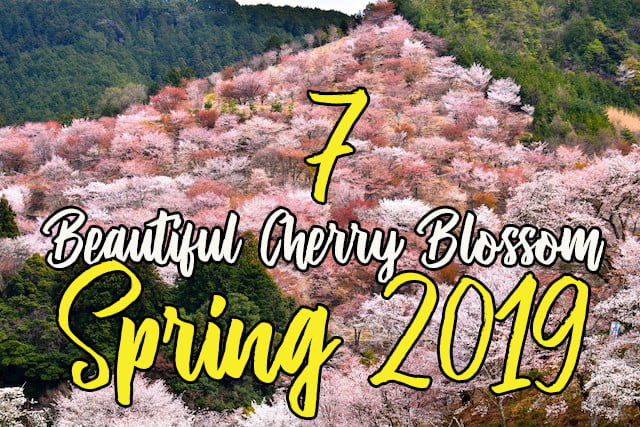 beautiful cherry blossom spots spring 2019beautiful cherry blossom spots spring 2019