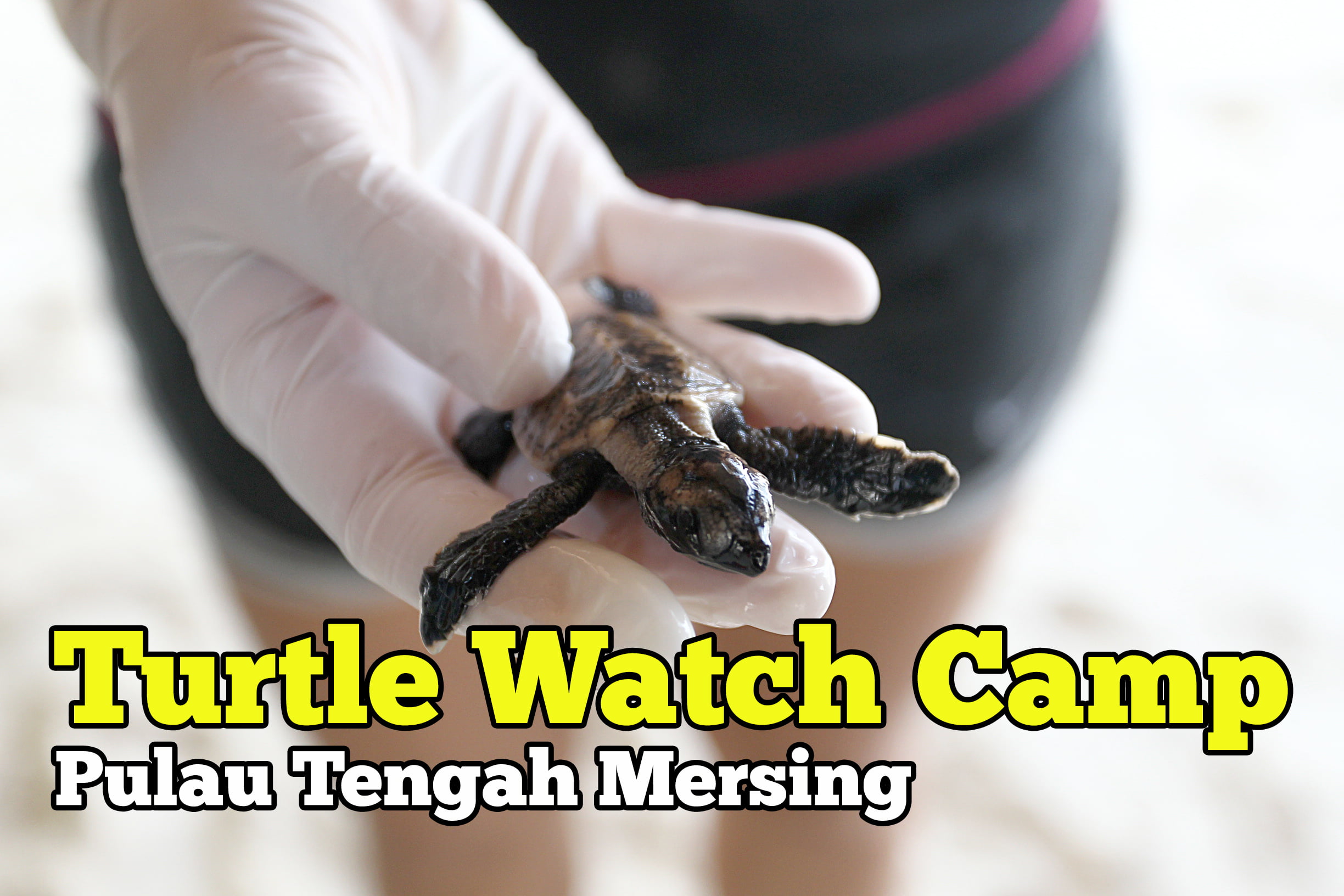 turtle-watch-camp-mersing-01