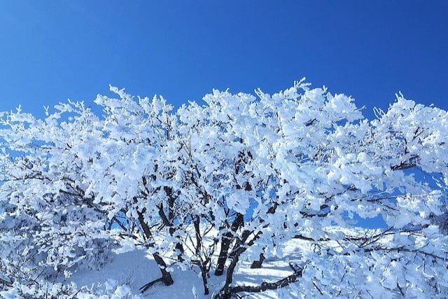 Gambar Ohsem Musim Salji Di Jeju Island Korea Selatan