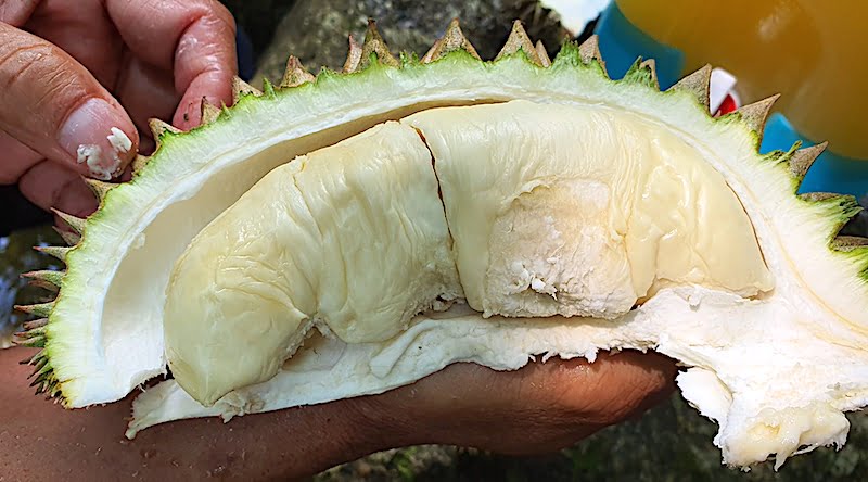 Durian Kampung Popular Batu Kurau Perak
