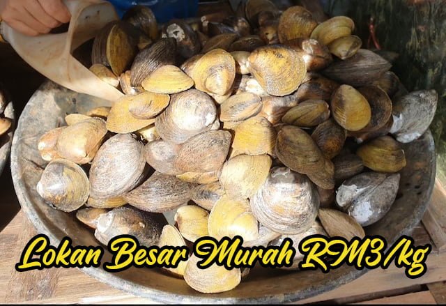 Lokan-Besar-Di-Kelantan-Cuma-RM3-Sekilo-01 copy