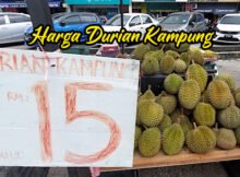 harga-durian-kampung-rm15-sekilo-01