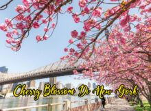 Cherry Blossom Di New York 2