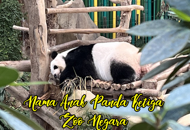 Nama Anak Panda Ketiga Zoo Negara Malaysia